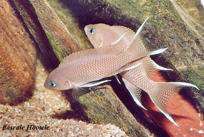 Neolamprologus marunguensis